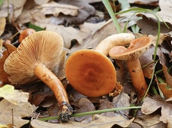 Lactarius aurantiacus