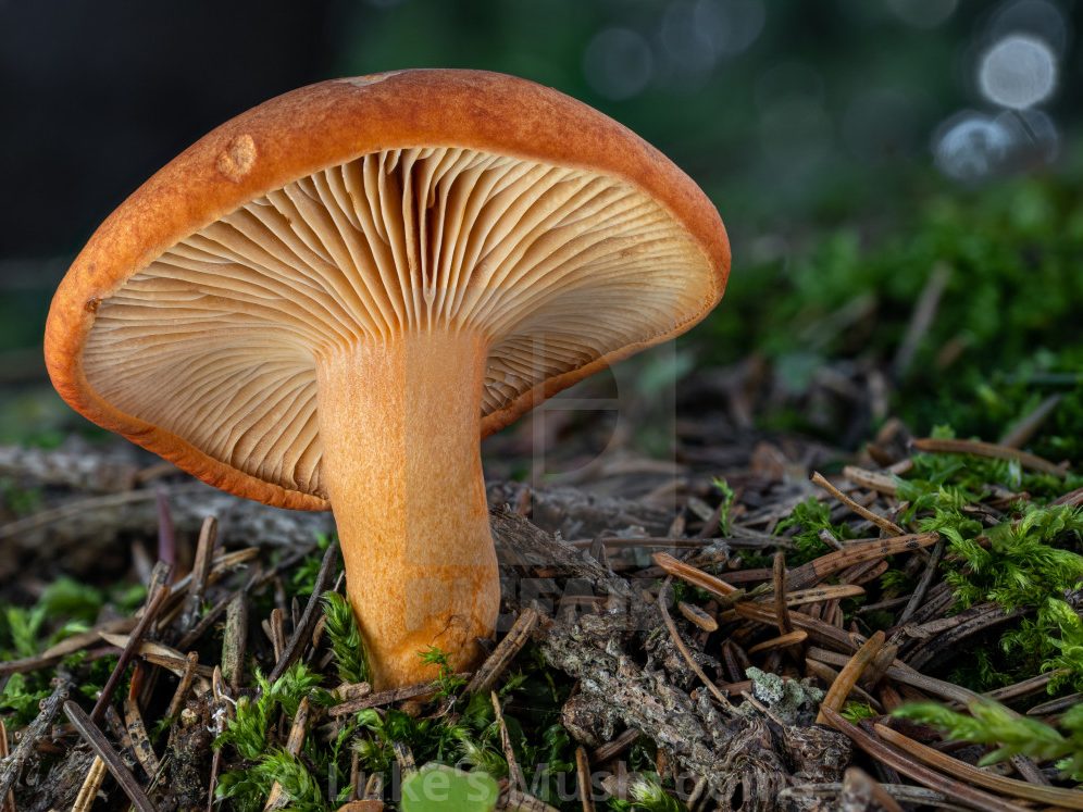 Lactarius aurantiacus