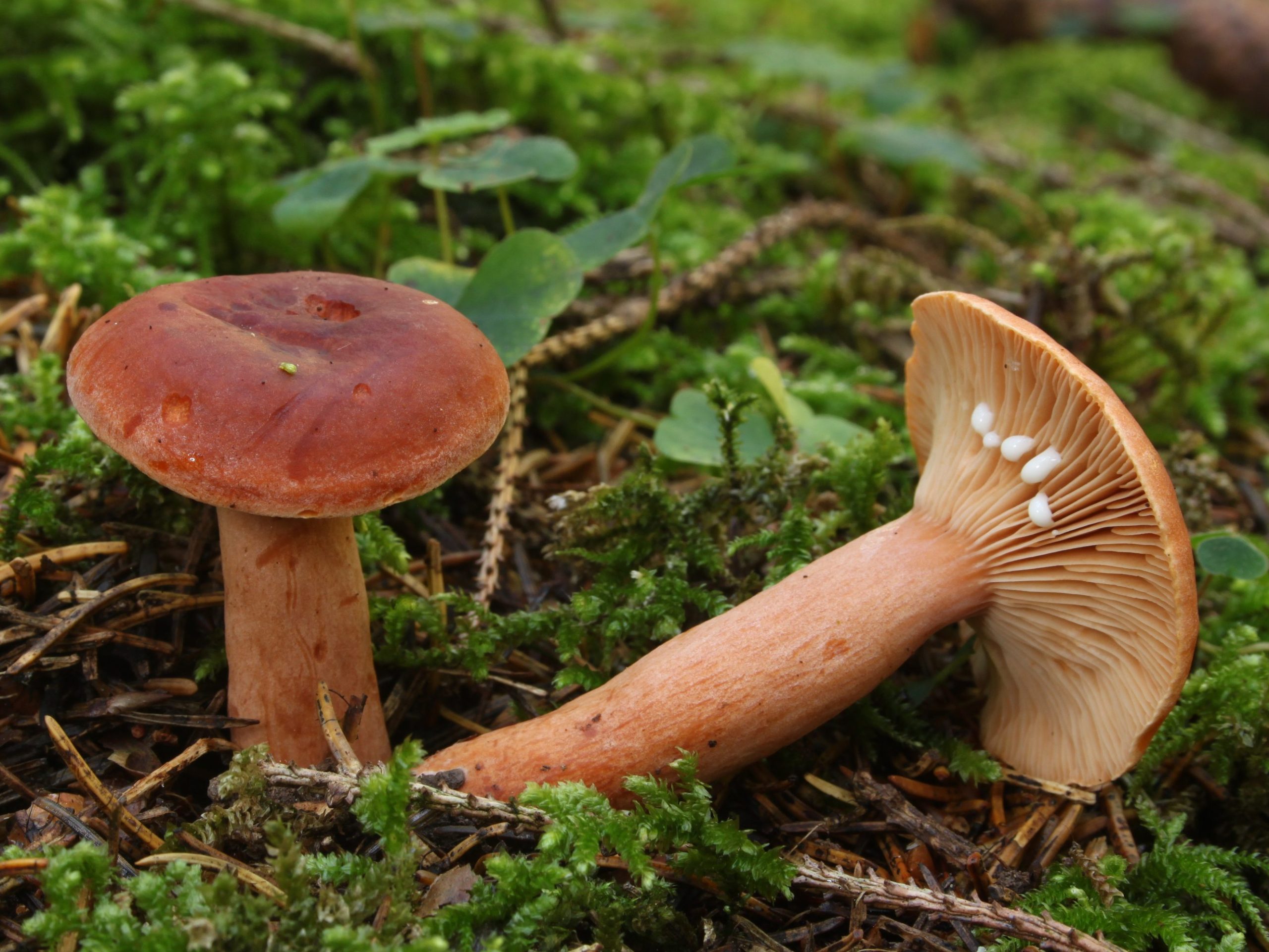 Lactarius aurantiacus