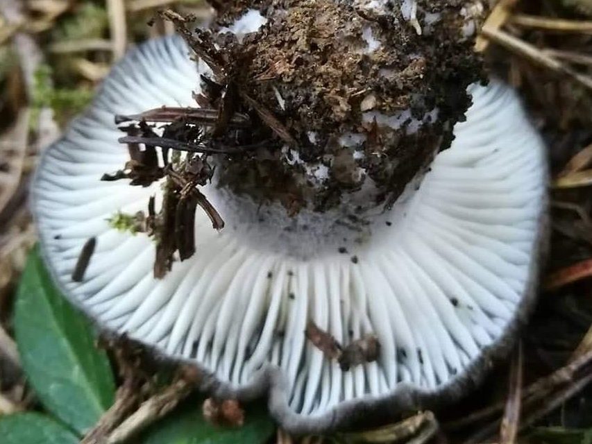 Hygrophorus marzuolus
