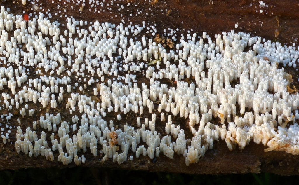 Henningsomyces candidus