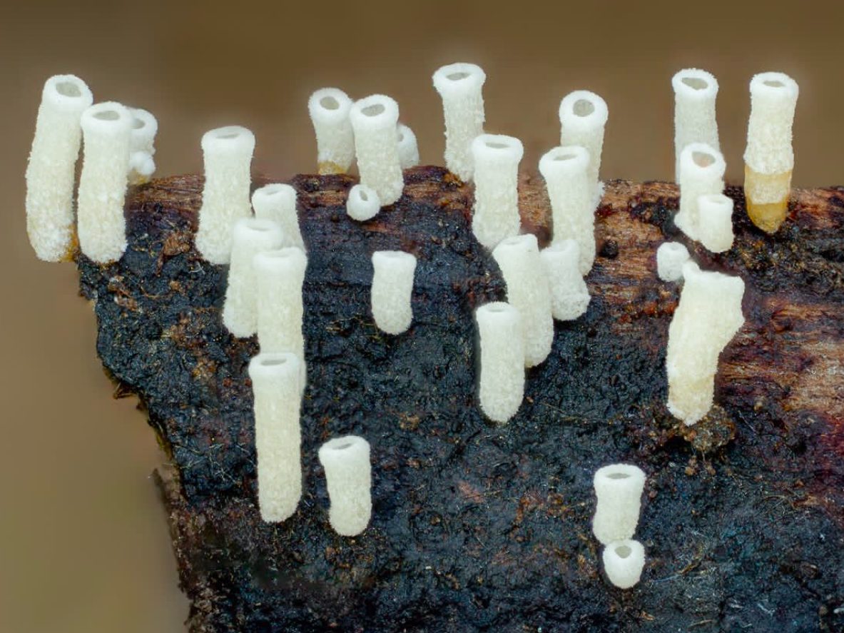 Henningsomyces candidus