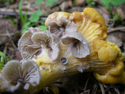 Entoloma pseudoparasiticum