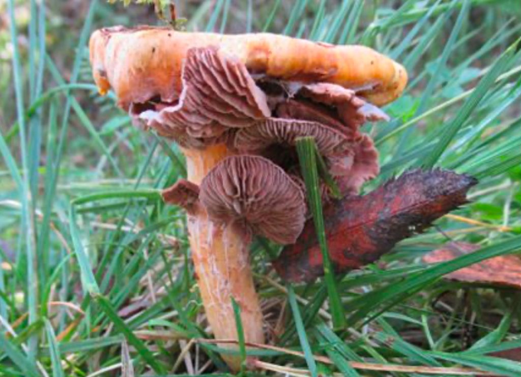 Entoloma pseudoparasiticum