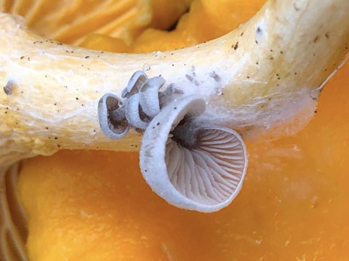 Entoloma pseudoparasiticum