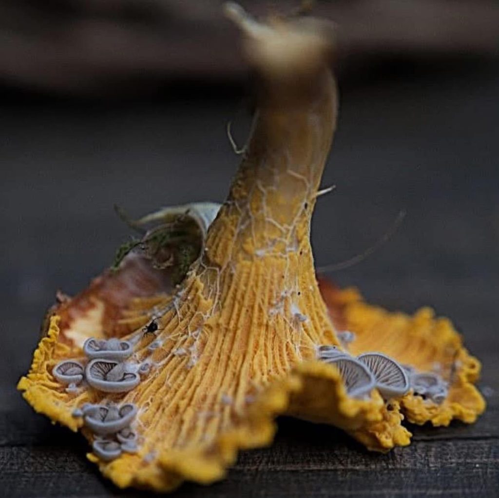 Entoloma pseudoparasiticum