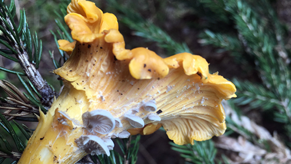 Entoloma pseudoparasiticum