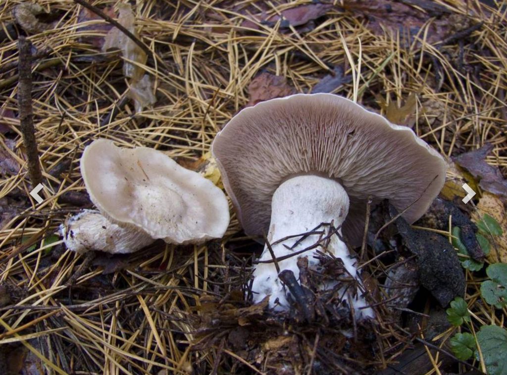 Lepista glaucocana