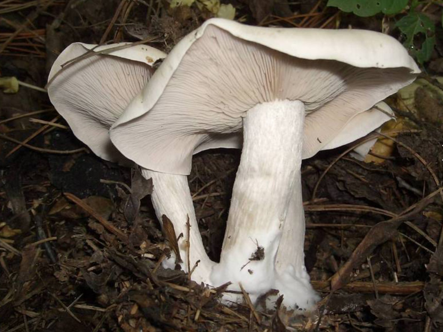 Lepista glaucocana
