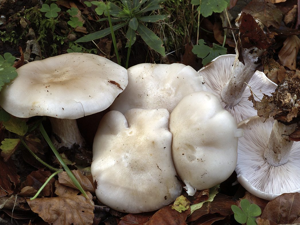 Lepista glaucocana