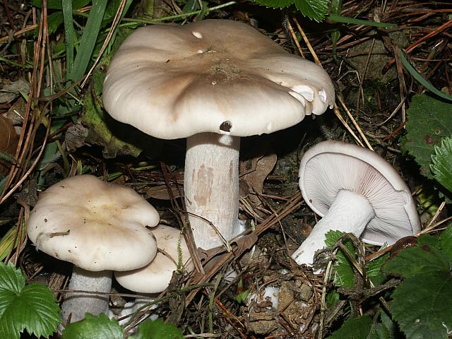 Lepista glaucocana