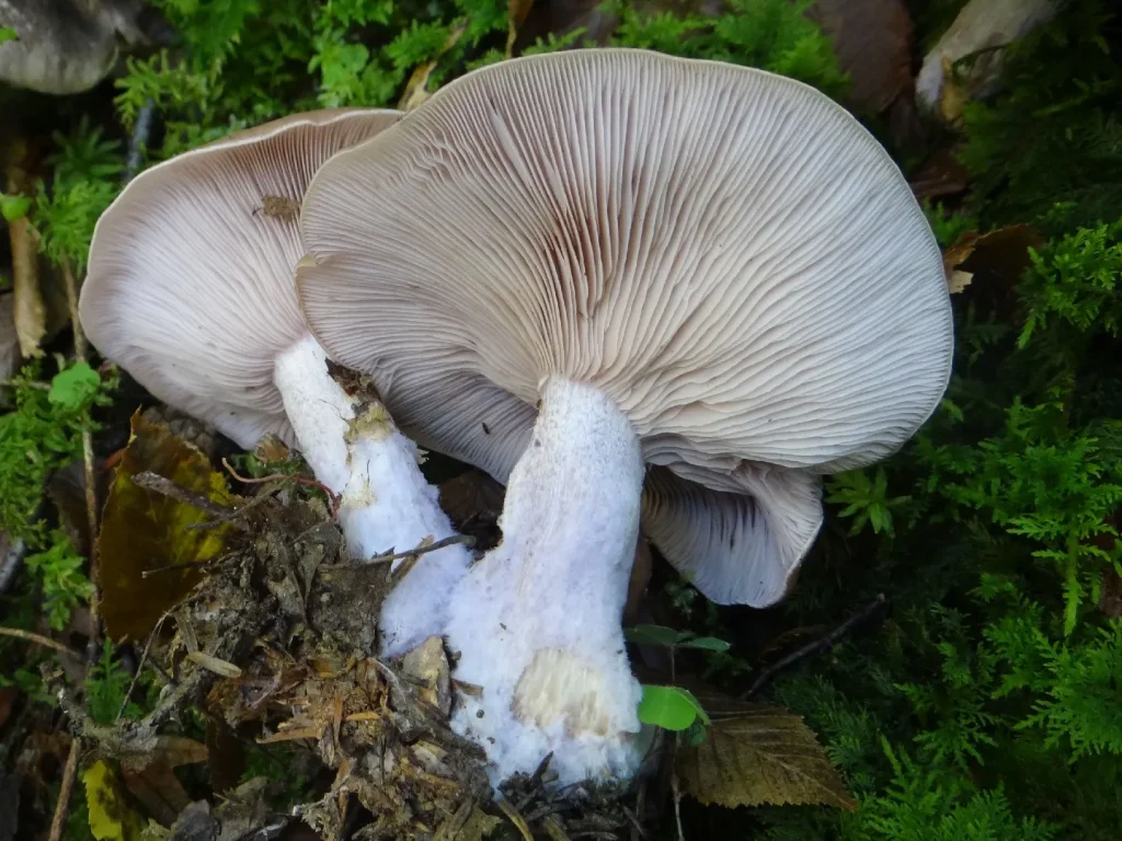 Lepista glaucocana