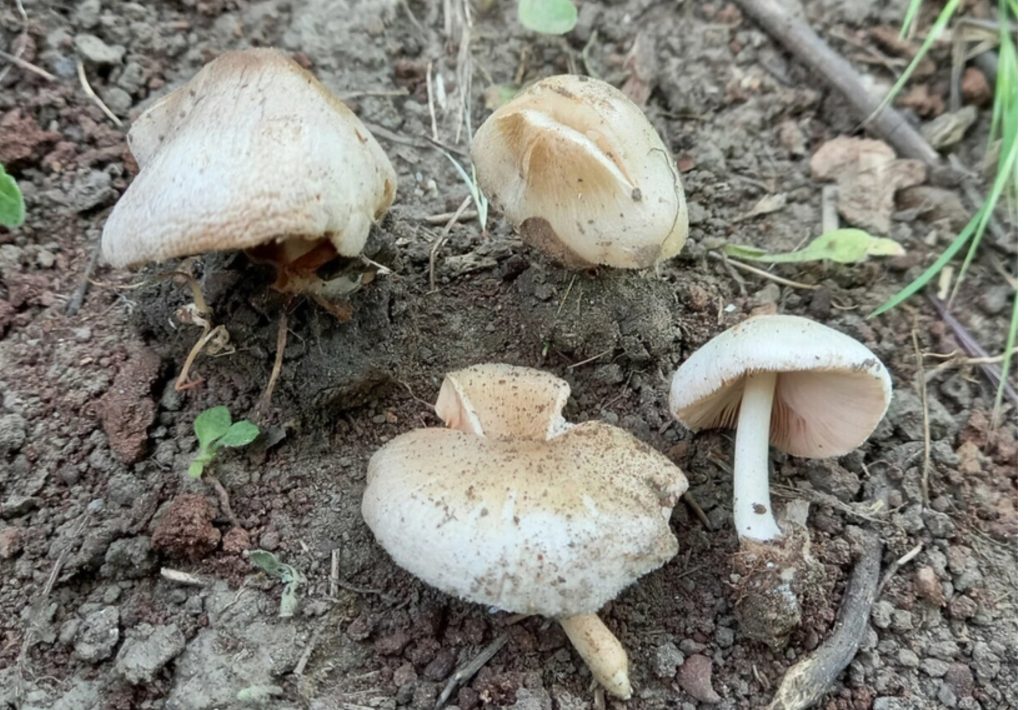 Volvariella izmirensis - İzmir Yumurtamantarı