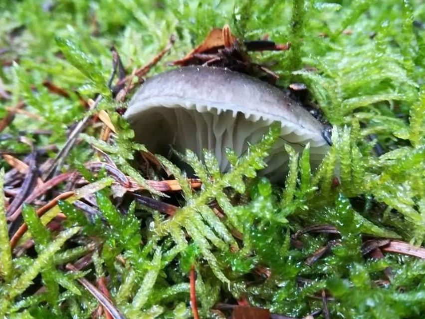 Hygrophorus marzuolus