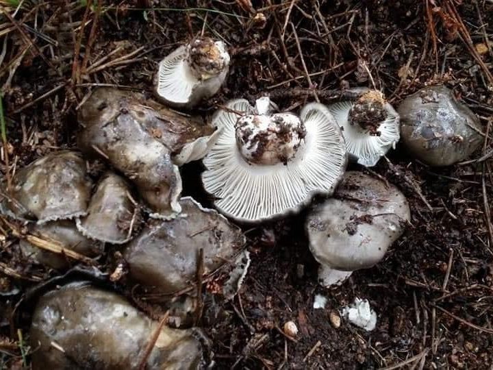 Hygrophorus marzuolus
