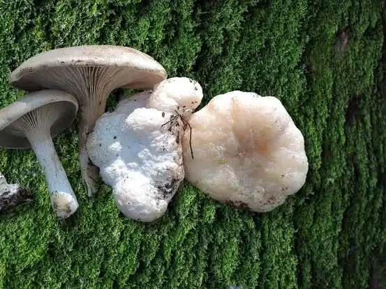 Entoloma abortivum
