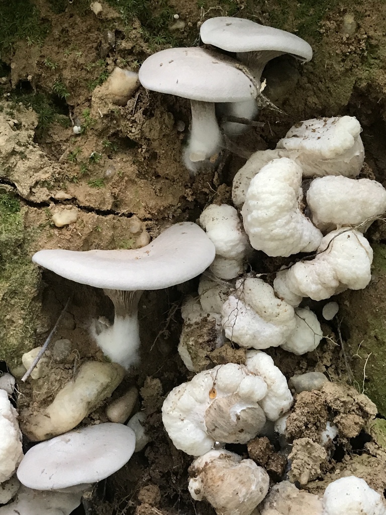 Entoloma abortivum