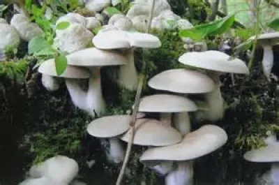Entoloma abortivum