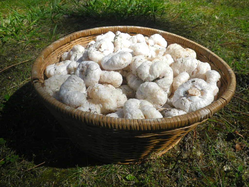 Entoloma abortivum