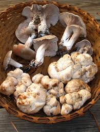 Entoloma abortivum