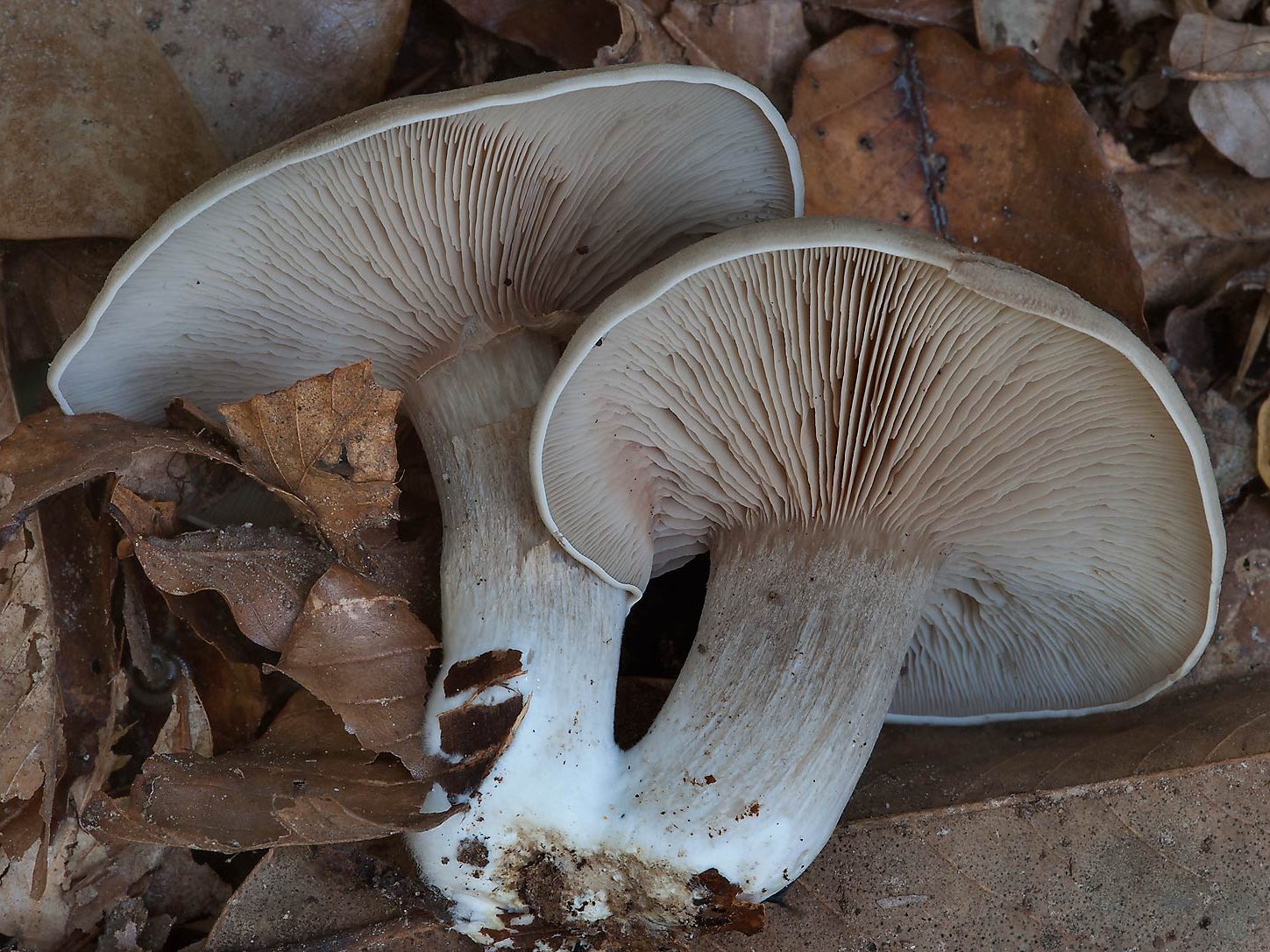 Entoloma abortivum