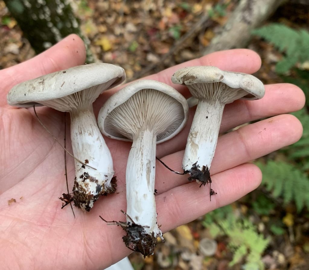 Entoloma abortivum