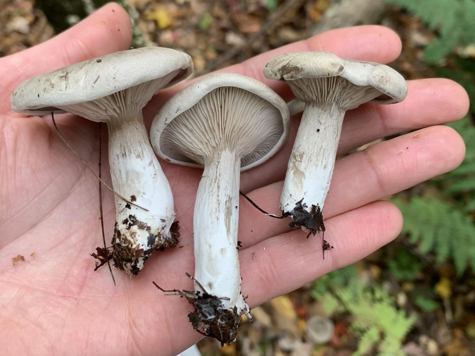 Entoloma abortivum