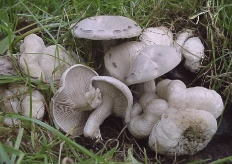 Entoloma abortivum
