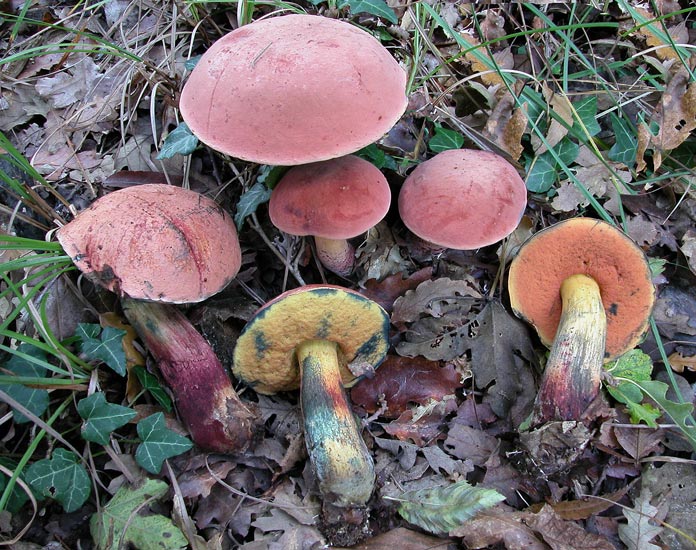 Suillellus queletii