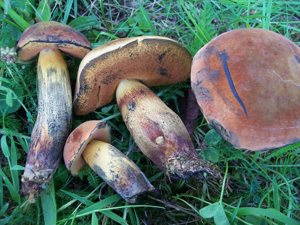 Suillellus queletii