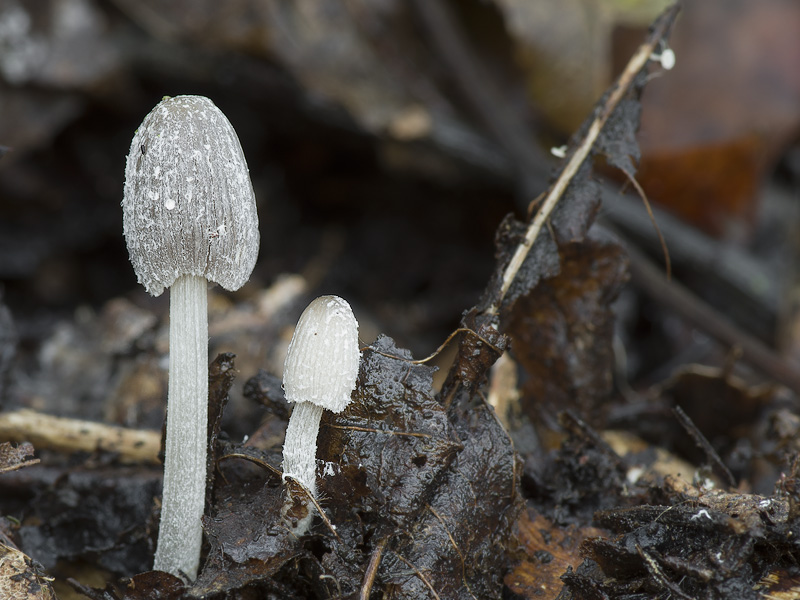 Coprinopsis goudensis