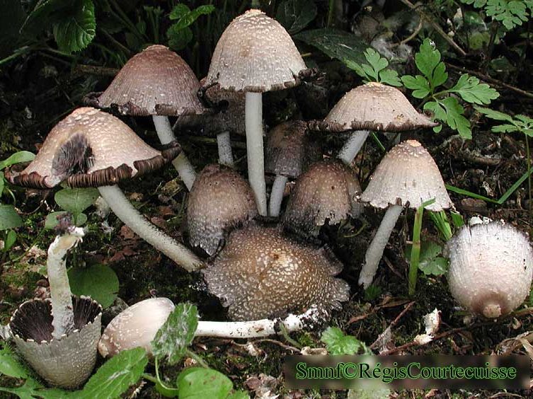 Coprinopsis goudensis