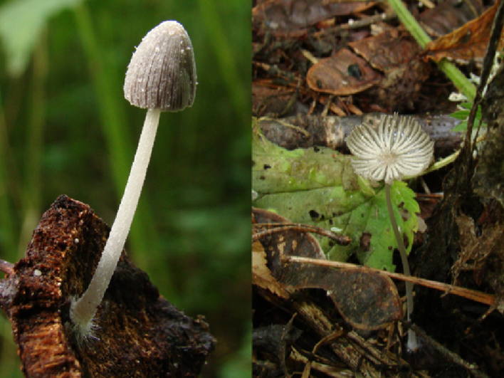 Coprinopsis goudensis
