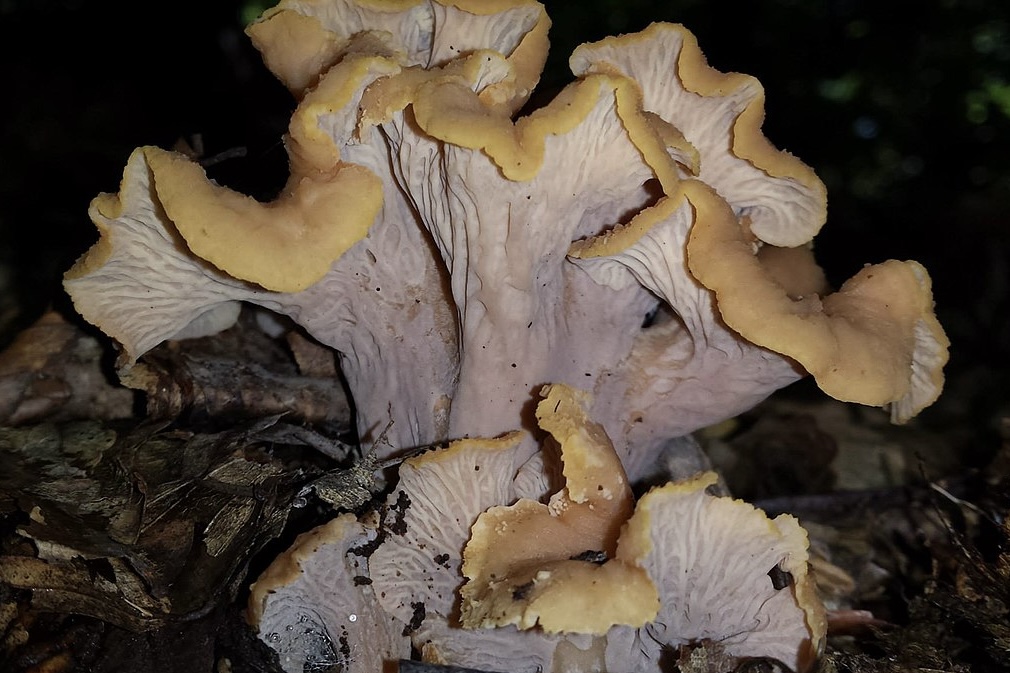Cantharellus ianthinoxanthus