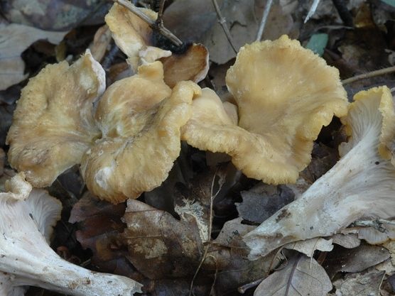 Cantharellus ianthinoxanthus