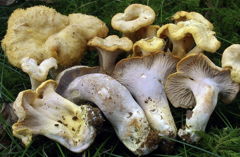 Cantharellus ianthinoxanthus