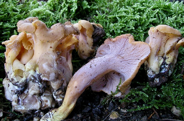 Cantharellus ianthinoxanthus