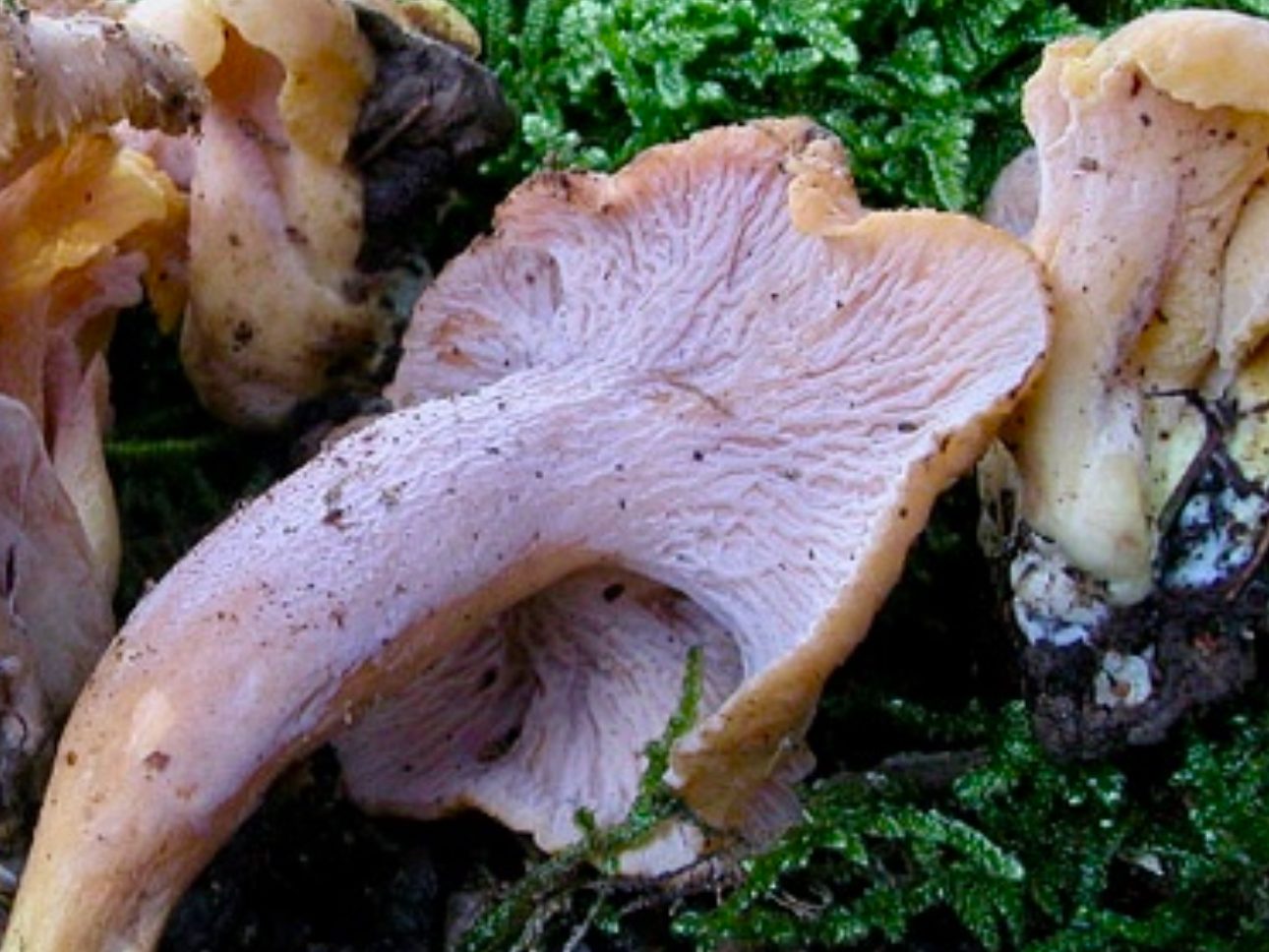 Cantharellus ianthinoxanthus