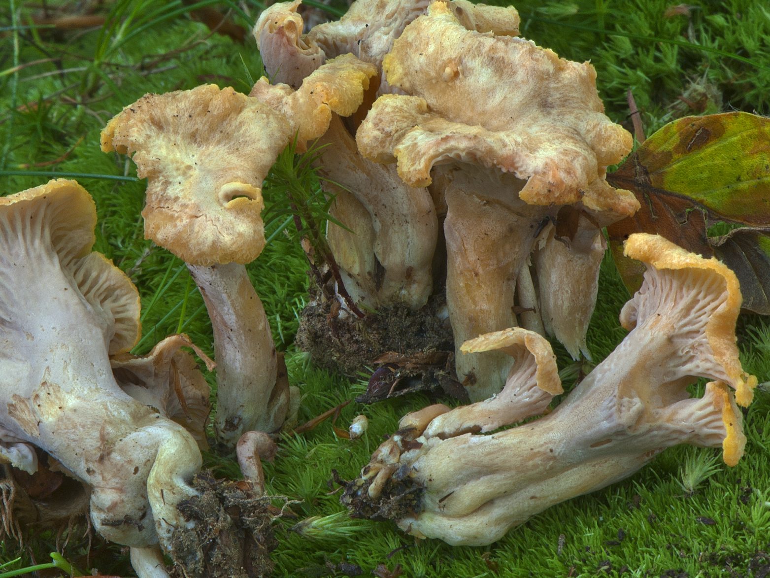 Cantharellus ianthinoxanthus