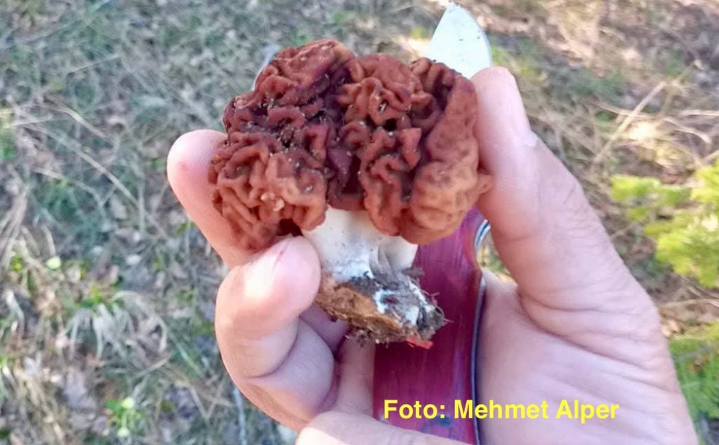 Kuzugöbeği Ebesi Mantarı Yenir mi