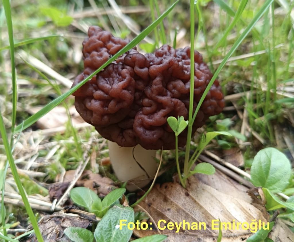 Kuzugöbeği Ebesi Mantarı Yenir mi