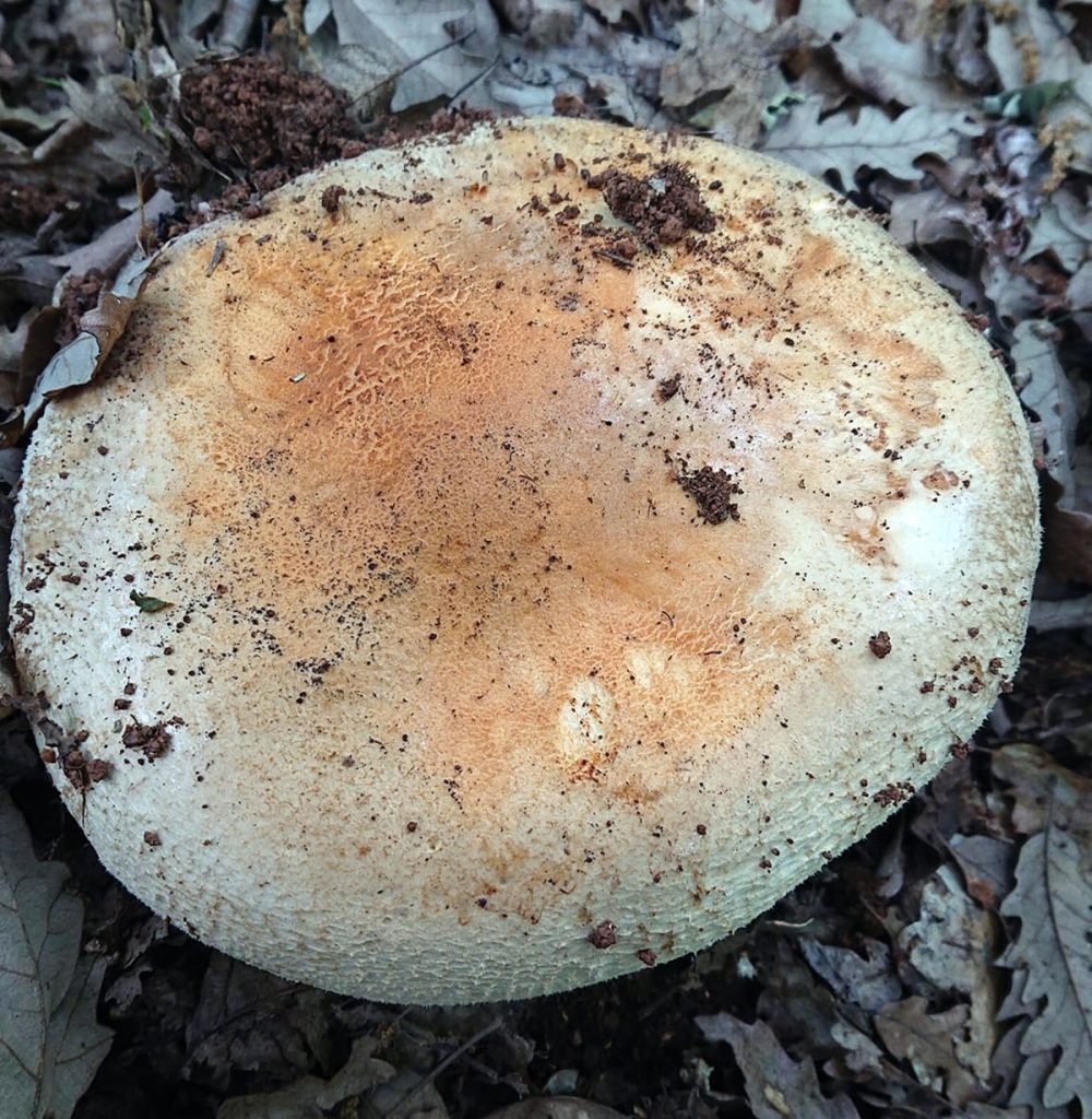Pogonoloma  macrorhizum