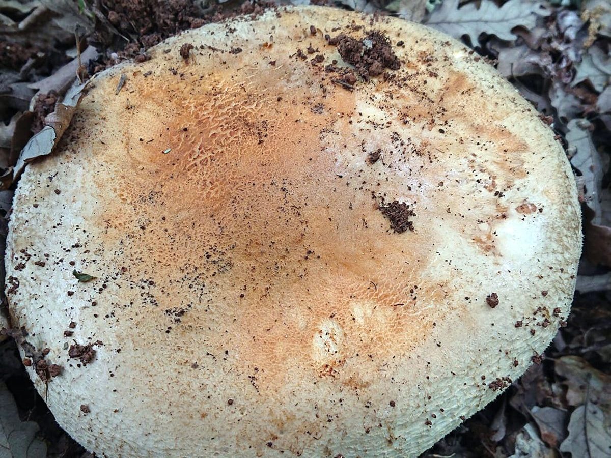 Pogonoloma  macrorhizum