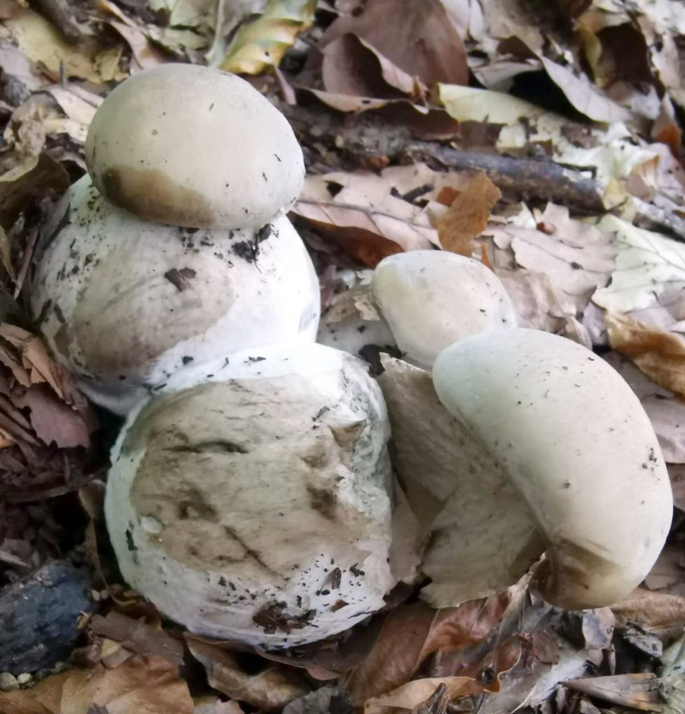 Pogonoloma  macrorhizum