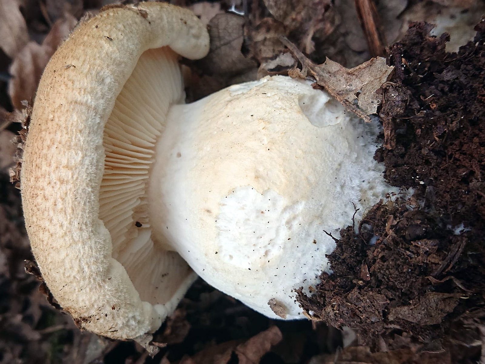 Pogonoloma  macrorhizum