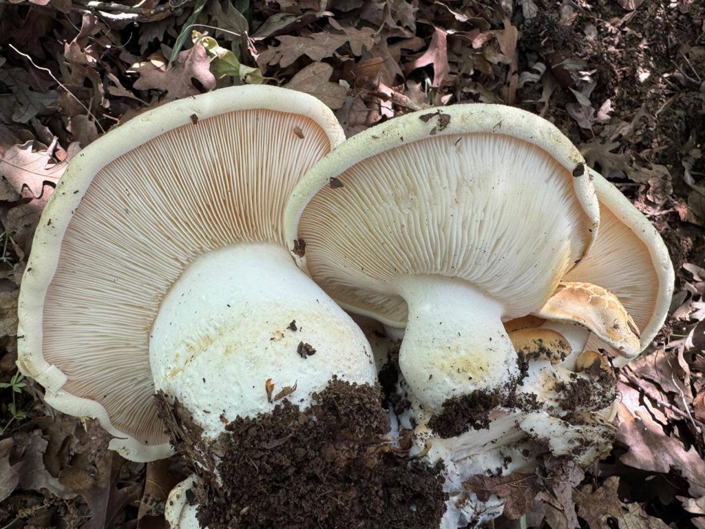 Pogonoloma  macrorhizum