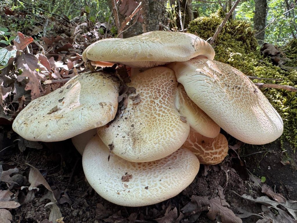 Pogonoloma macrocephalum
