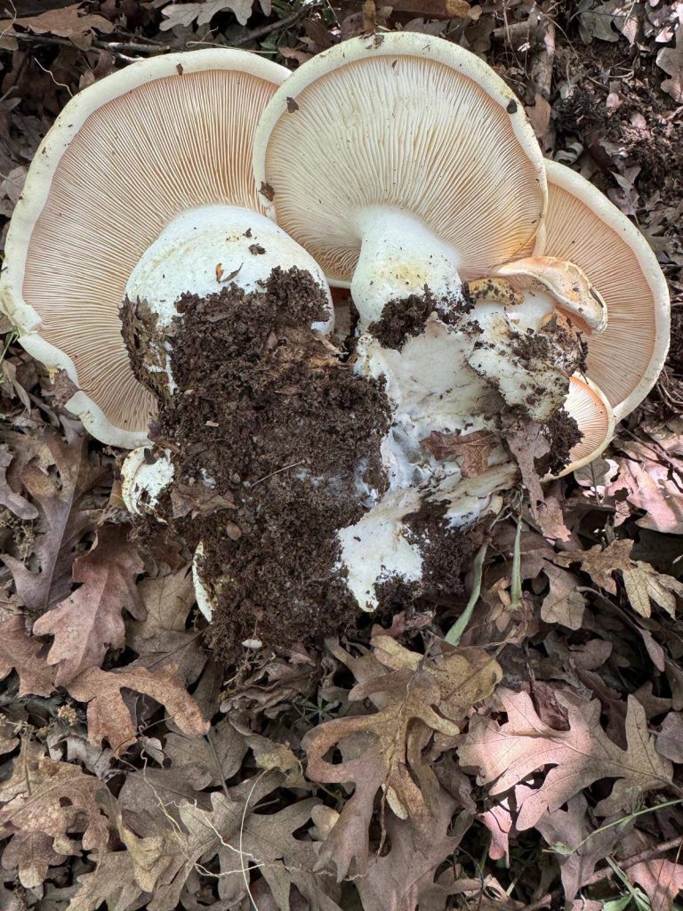 Pogonoloma  macrorhizum