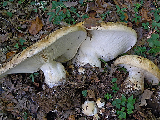 Pogonoloma macrocephalum