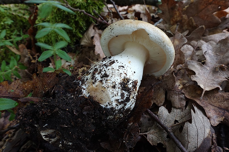 Pogonoloma  macrorhizum